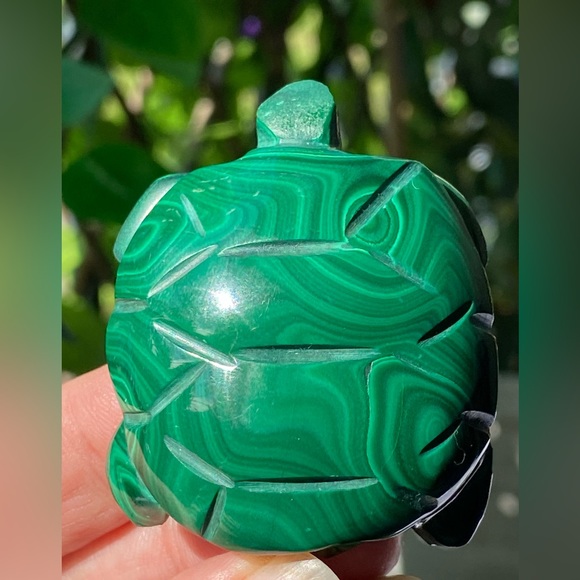 Malachite Turtle - Picture 11 of 16